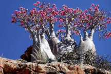 "Kỳ hoa dị thảo" ở quần đảo lạ lùng nhất thế giới