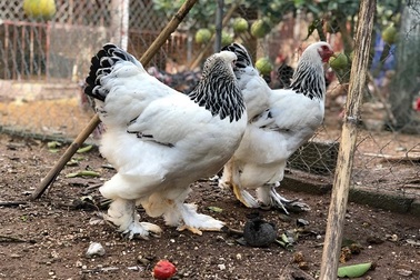 Đại gia Đài Loan sang Việt Nam: Bỏ 70 triệu đồng mua 6 con gà khổng lồ ăn Tết