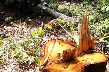 Bắt tạm giam 2 cán bộ bảo vệ rừng phòng hộ