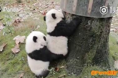 Hành động hai chú gấu trúc con giúp nhau leo cây hết sức đáng yêu