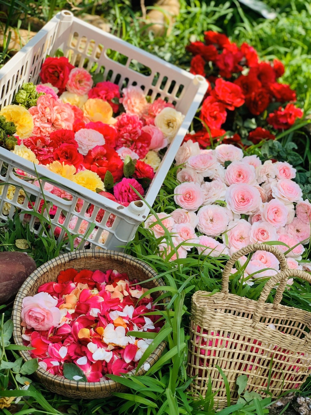 Cô gái Quảng Trị bỏ phố về quê làm nông nghiệp sạch, sống tối giản - 5 Cô gái Quảng Trị bỏ phố về quê làm nông nghiệp sạch, sống tối giản - 5