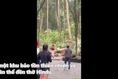 Cây cổ thụ đổ tại khu du lịch nổi tiếng khiến nhiều người thương vong