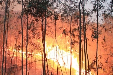 Thanh Hoá di dân khẩn cấp, trắng đêm chữa cháy rừng