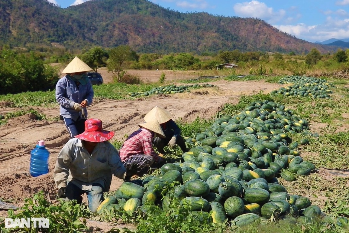 Chục ký dưa hấu mới mua được ổ bánh mì, nông dân mỏi mắt tìm thương lái - 1 Chục ký dưa hấu mới mua được ổ bánh mì, nông dân mỏi mắt tìm thương lái - 1