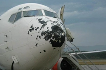 Chim liên tục va vào máy bay, Cục Hàng không lên tiếng