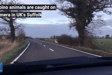 Đàn hươu trắng quý hiếm bất ngờ xuất hiện như món quà Giáng Sinh