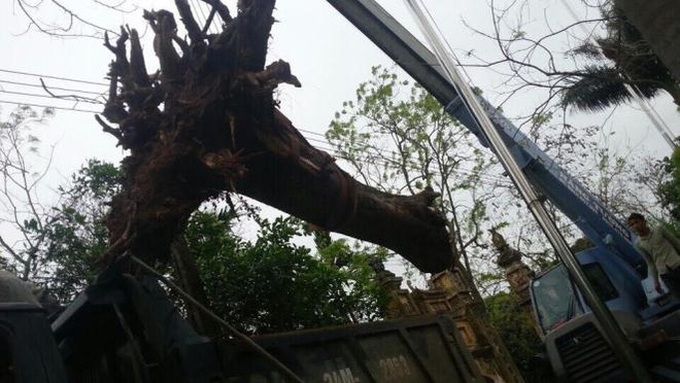 cây sưa, gỗ sưa, cây sưa 50 tỷ, cây sưa ở Bắc Ninh, Bắc Ninh, cây sưa 200 năm tuổi