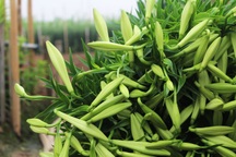 Hoa loa kèn khoe sắc trắng tinh khôi, gọi tháng 4 vào phố