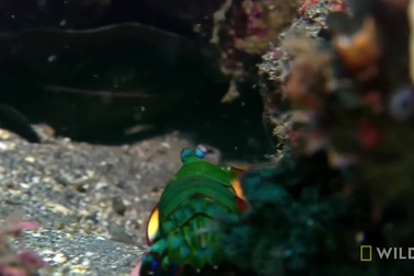 Giải mã bí mật sức mạnh của “sát thủ đại dương” tôm bọ ngựa