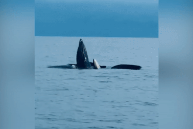 Cá voi nặng hàng tấn xuất hiện ở biển Cô Tô