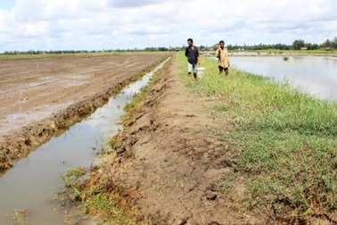 ĐBSCL mất trắng 81.000 ha tôm nuôi do hạn, mặn