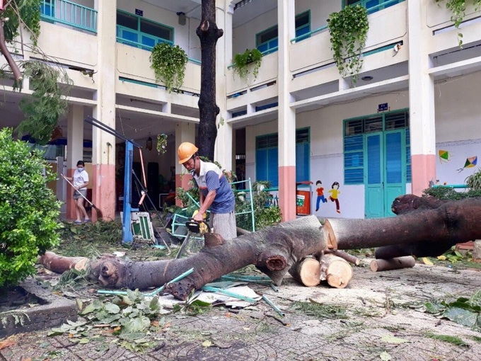 Trường Tiểu học Nguyễn Du (quận Hải Châu) đang khẩn trương dọn dẹp cây xanh bị ngã đổ sau bão số 4.