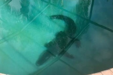 Giật mình khi thấy cá sấu dài 2m nằm giữa... bể bơi gia đình