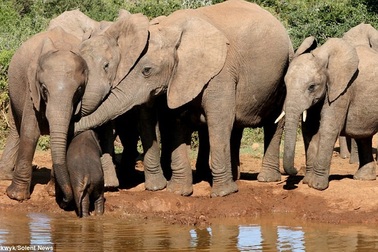 Những điều thú vị về động vật mà bạn không được học ở trường