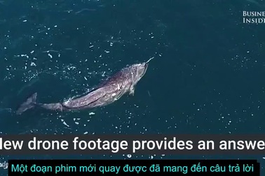 Những chiếc ngà bí ẩn của loài kỳ lân biển có tác dụng gì?