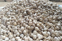 Ngăn chặn tình trạng tỏi ngoài lên đảo "đội lốt" tỏi Lý Sơn