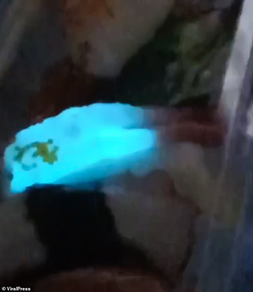 Giật mình phát hiện miếng tôm sống phát ra ánh sáng màu xanh kỳ lạ - 2 Giật mình phát hiện miếng tôm sống phát ra ánh sáng màu xanh kỳ lạ - 2