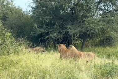 Kết cục bi thảm của linh cẩu già khi tự nguyện "nộp mình" cho sư tử