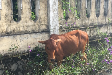 Đề nghị báo cáo vụ cụ già không còn sức lao động vẫn được tặng bò thoát nghèo