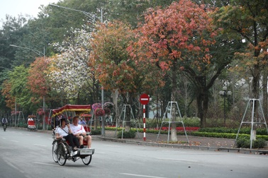 Hà Nội: Lãng mạn với những hàng cây mới thay lá