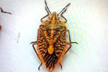 Ăn nửa cân bọ xít, 7 người trong gia đình ngộ độc, một người "hút chết"