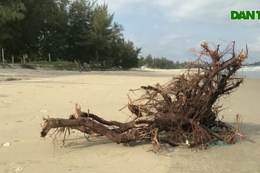 Sạt lở bất thường tại bãi biển đẹp nhất Quảng Ngãi