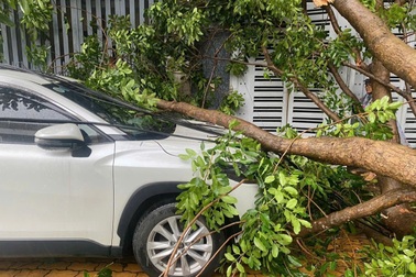 Mưa kèm gió lớn, cây xanh bật gốc đè trúng ô tô và nhà dân ở Bình Dương