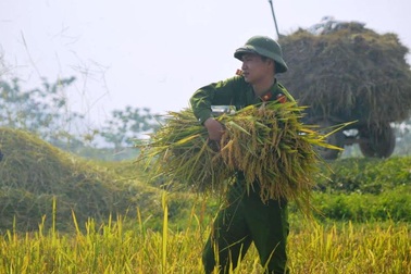 Hình ảnh đẹp khi công an xuống đồng gặt lúa giúp dân