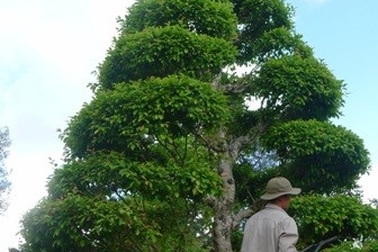 Hai cây đại thụ bên Vòm Mộ thân sinh Chủ tịch Hồ Chí Minh