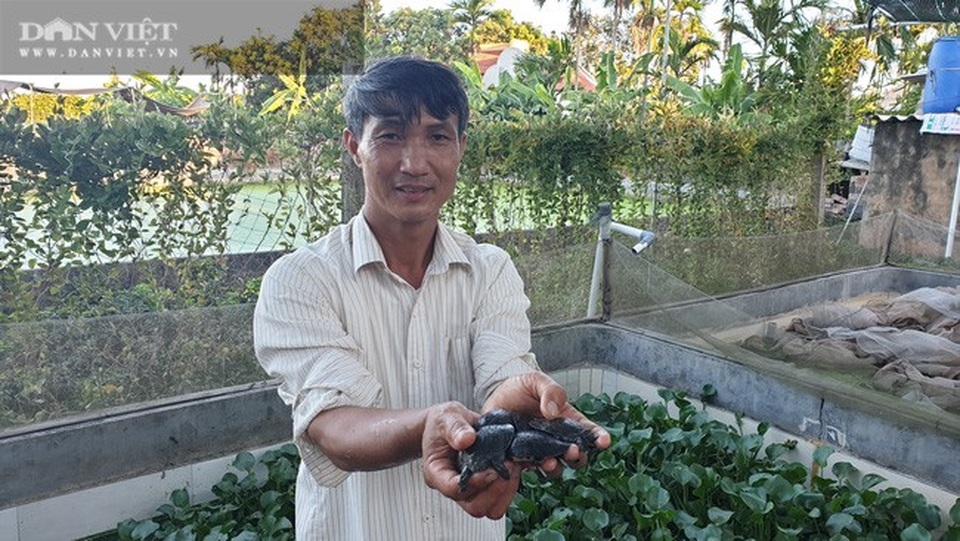 Nuôi toàn con đặc sản, lão nông Nam Định bỏ túi hàng trăm triệu đồng/năm - 4 Nuôi toàn con đặc sản, lão nông Nam Định bỏ túi hàng trăm triệu đồng/năm - 4