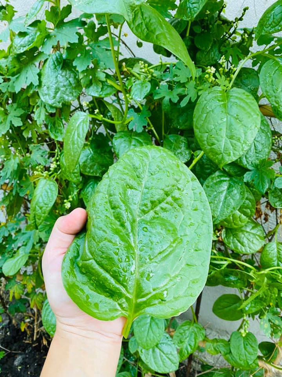 Vườn rau, trái cây xanh mướt mát của gia đình Hải Băng - Thành Đạt - 5 Vườn rau, trái cây xanh mướt mát của gia đình Hải Băng - Thành Đạt - 5