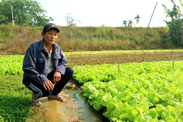 Mỗi tháng thu vài chục triệu đồng nhờ trồng rau an toàn