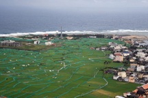 Xanh mướt ruộng "vàng trắng" trên đảo Lý Sơn