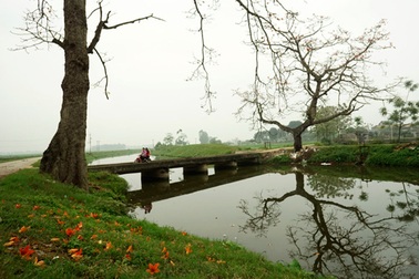 Hoa gạo đẹp ngỡ ngàng trên đồng quê ngoại thành Hà Nội