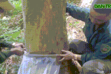 "Tuyệt chiêu" dùng màn bắt dế rừng kiếm tiền triệu mỗi ngày