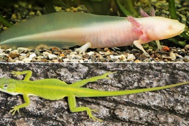 Kỳ giông mọc lại đuôi gần như hoàn chỉnh nhưng thằn lằn thì không?