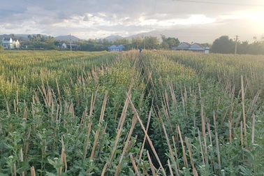 Vựa hoa cúc nức tiếng ở Khánh Hòa hối hả vào vụ Tết