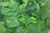 Cách chọn rau ngót sạch, không hóa chất có thể bạn chưa biết