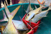 Trúng 3 tấn "lộc biển" vây vàng, ngư dân thu về 600 triệu sau một đêm