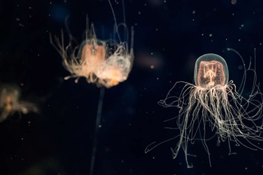 Đã có thuốc giải độc cho nọc độc nguy hiểm nhất thế giới