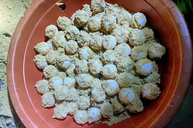 Rùa biển nặng gần 100kg đẻ 102 trứng trên bãi biển Bình Định