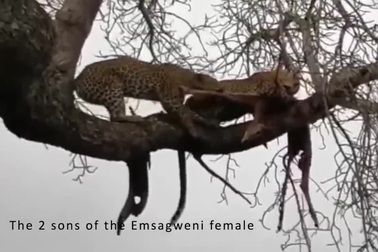 Làm "điều dại dột" trên cây, hai con báo suýt ngã lộn cổ