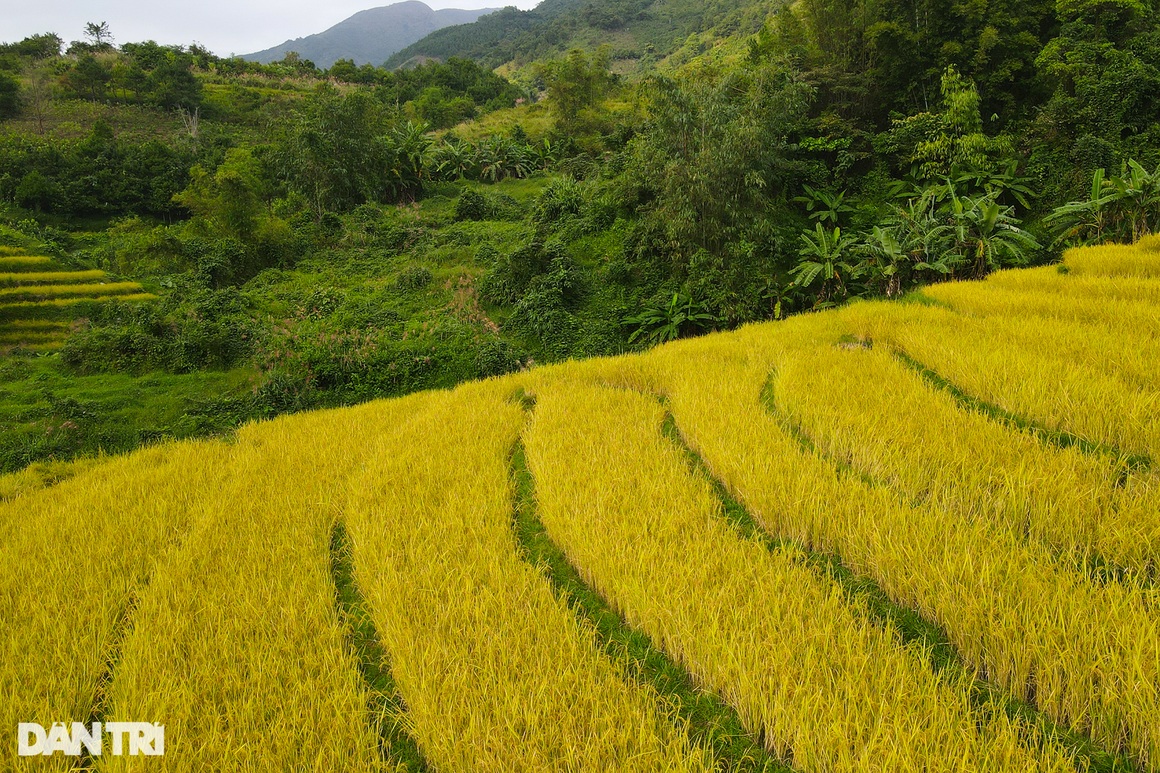 Ngắm mùa vàng rực rỡ ở Tiên Yên - 7 Ngắm mùa vàng rực rỡ ở Tiên Yên - 7