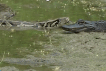 Thế giới động vật: "Sát thủ đầm lầy" bị trăn cỡ lớn tấn công, nuốt trọn