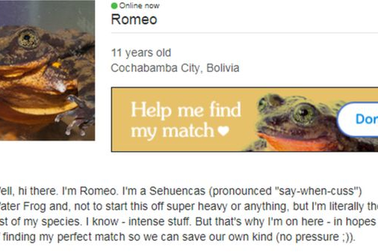 Đăng tin tuyển "bạn đời" cho ếch trên trang hẹn hò