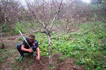 Tết sớm ở làng hoa đào lớn nhất xứ Thanh