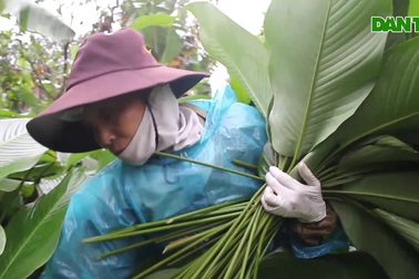 Ngôi làng cổ 400 năm trồng lá dong ở Hà Nội, người dân "hái lá đếm tiền"