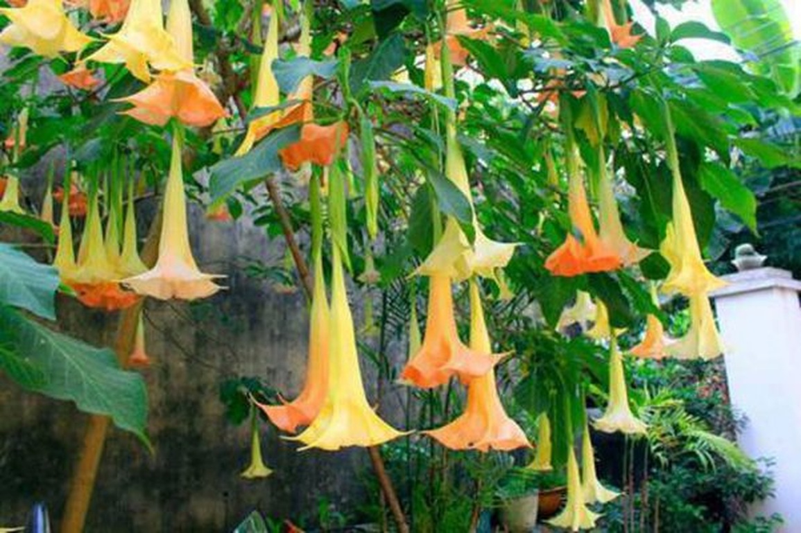 Xào lá hoa hơi thở của quỷ ăn tối, 10 người nhập viện - 1 Xào lá hoa hơi thở của quỷ ăn tối, 10 người nhập viện - 1