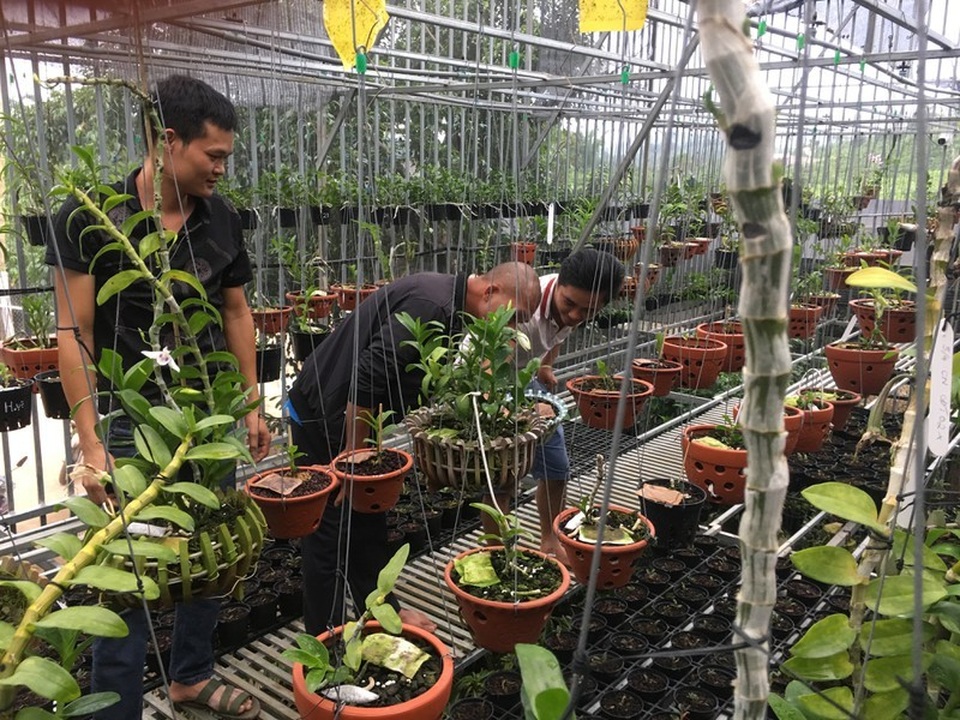 Bán cả tạ cà phê mua 1 cây lan rừng, sau 2 năm sở hữu cơ ngơi tiền tỷ - 2 Bán cả tạ cà phê mua 1 cây lan rừng, sau 2 năm sở hữu cơ ngơi tiền tỷ - 2