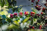 Cà phê Arabica - đặc sản trứ danh của vùng đất Sơn La